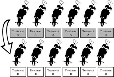 Synchronization of Dairy Cows Does Not Limit the Behavioral Response to Treatment in Mixed Treatment Experimental Designs